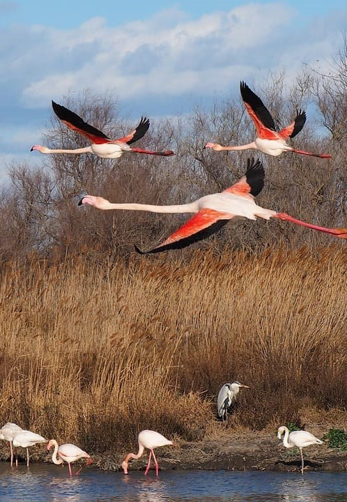 GreenGo - Camargue